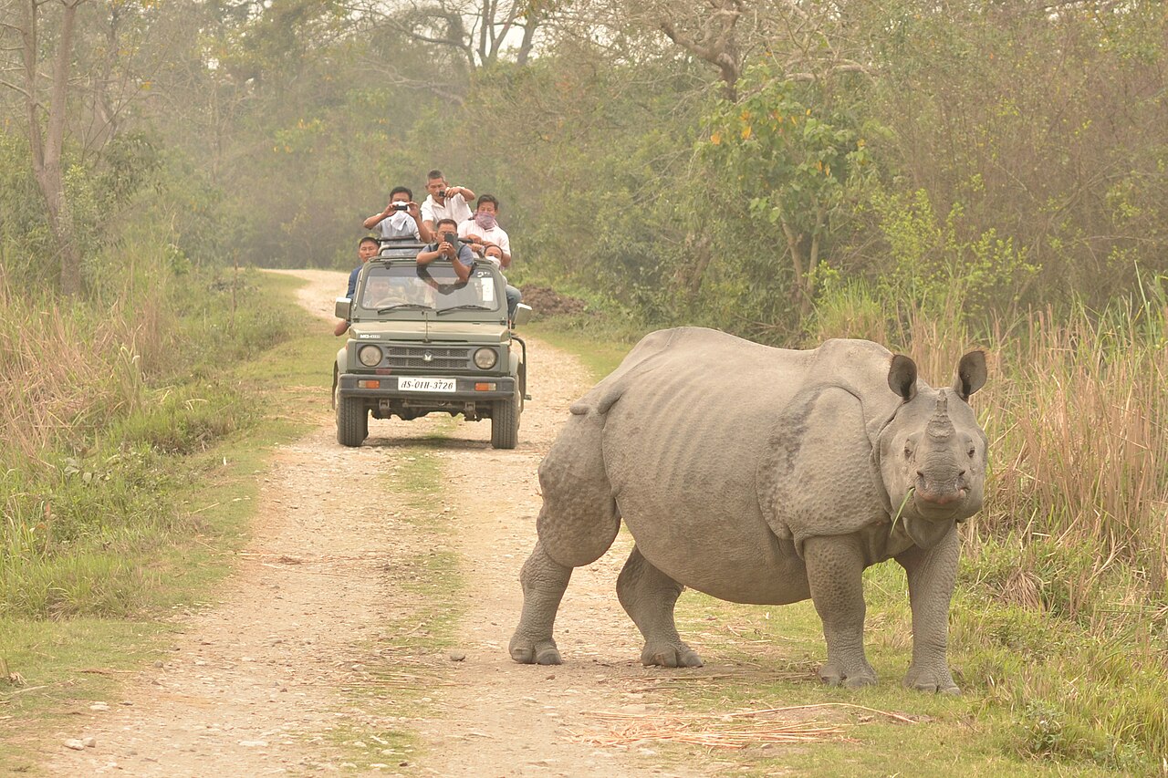 Top Things to Do in Kaziranga National Park