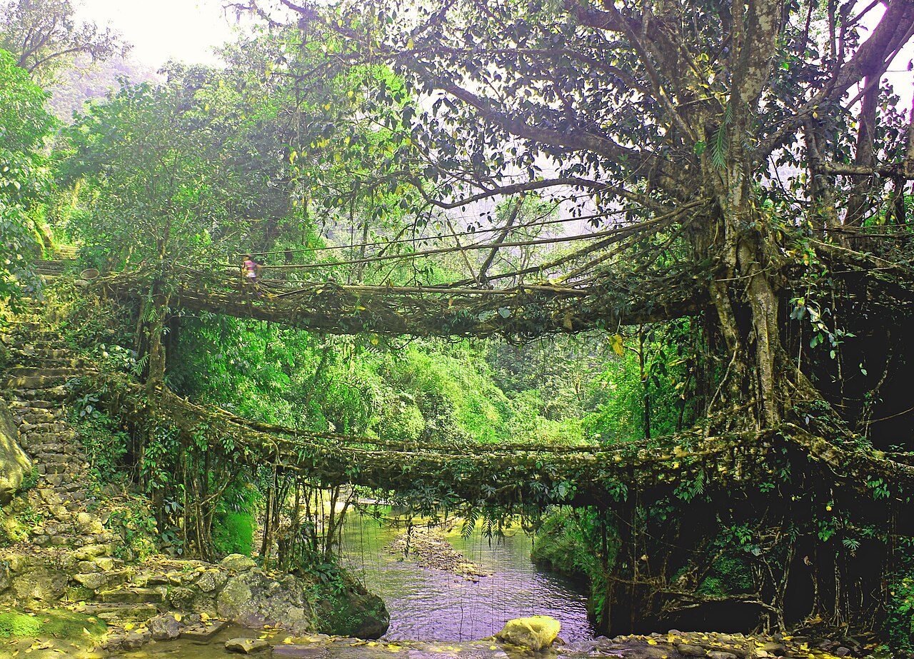 How to Trek the Double Decker Living Root Bridge in Cherrapunji