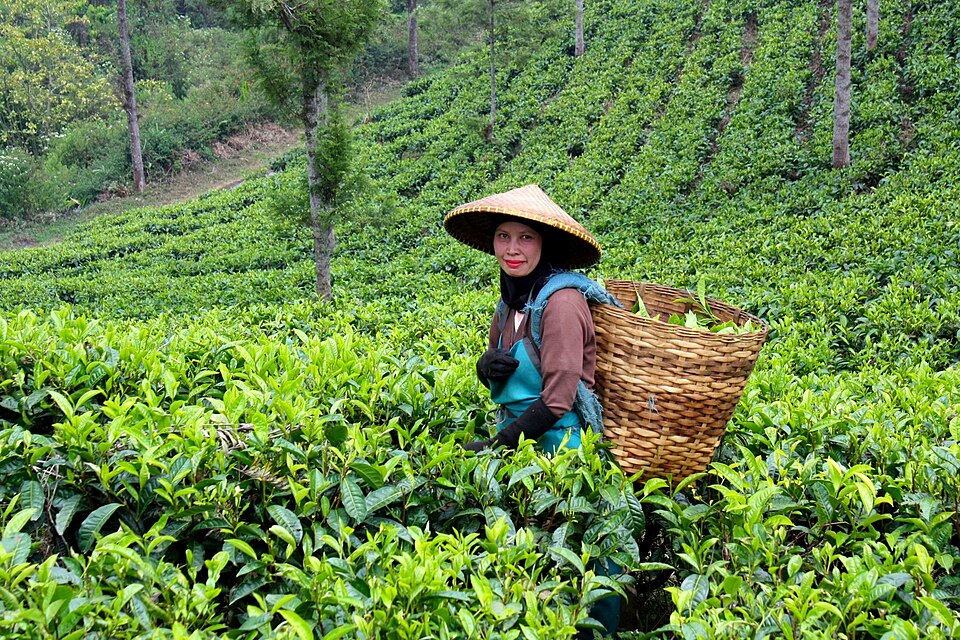 Darjeeling